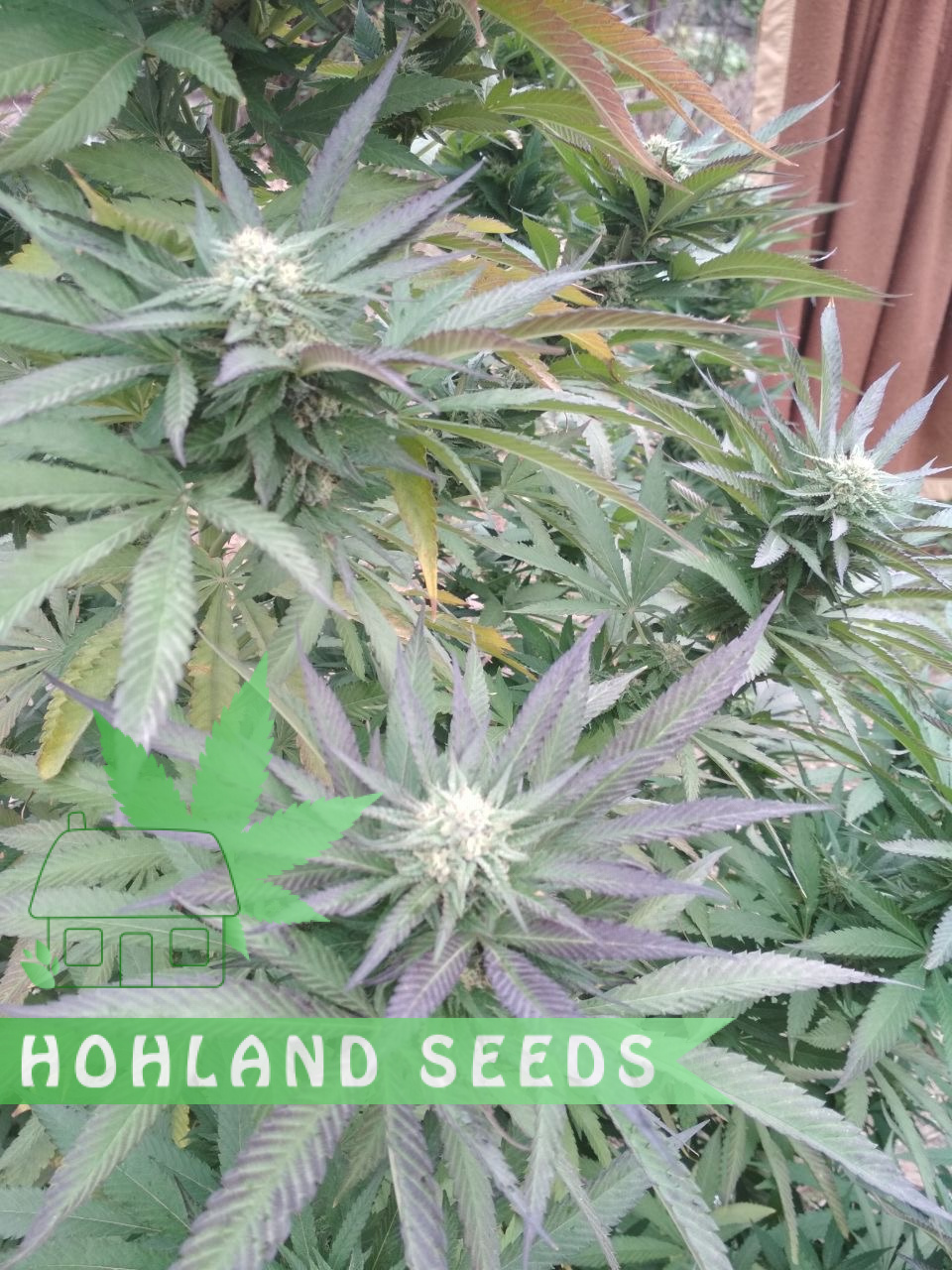 Қазақтың семіз әйелі түкті кот